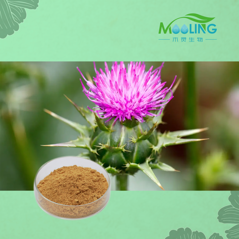Milk Thistle Extract Factory - Herbal Supplements Silymarin Powder