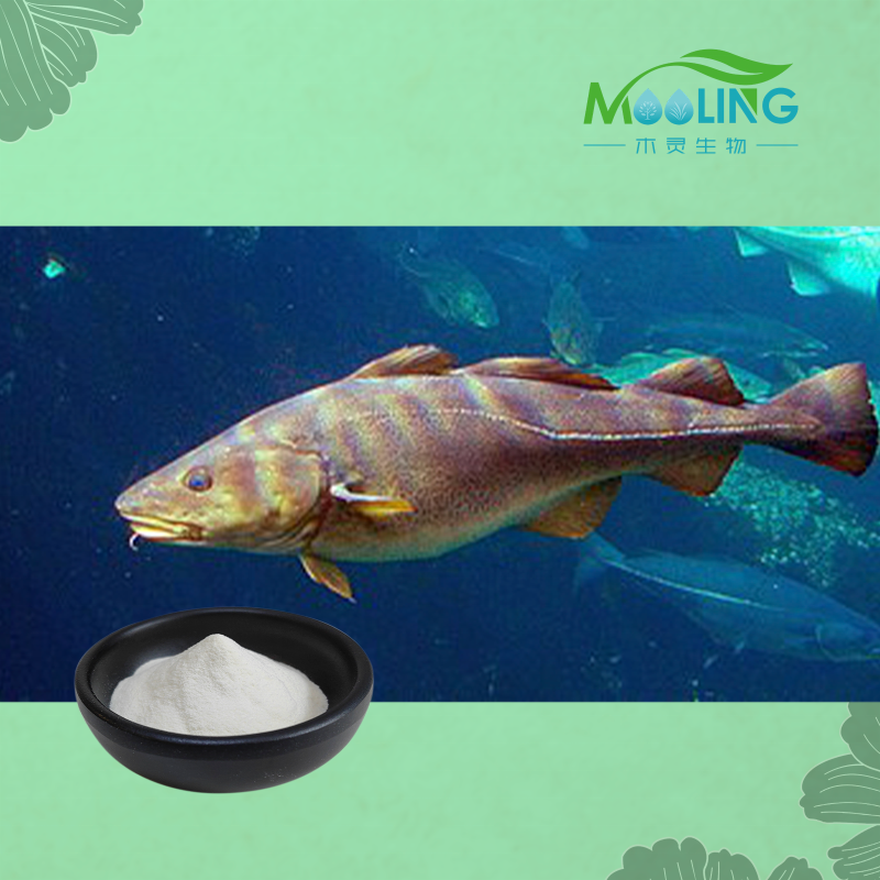 Fish Collagen Peptide Manufacturer - Hydrolyzed Cod Collagen CAS 9064-67-9
