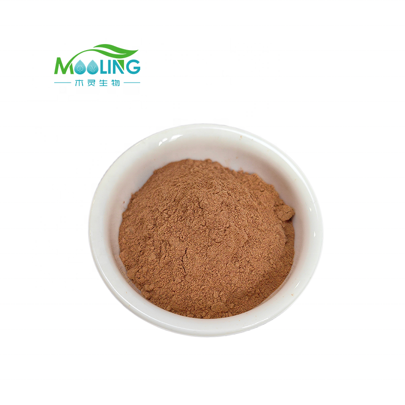 Pleurotus Extract Supplier - MOOLING Bulk 10:1 King Oyster