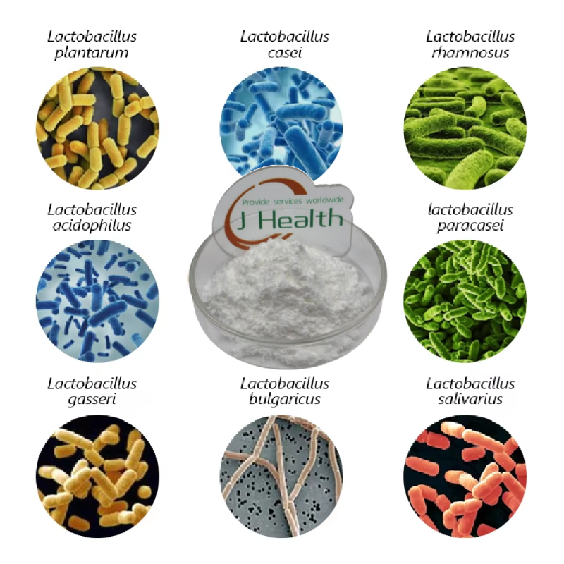 Lactobacillus Rhamnosus Powder Manufacturer - GG Strain Health Supplement