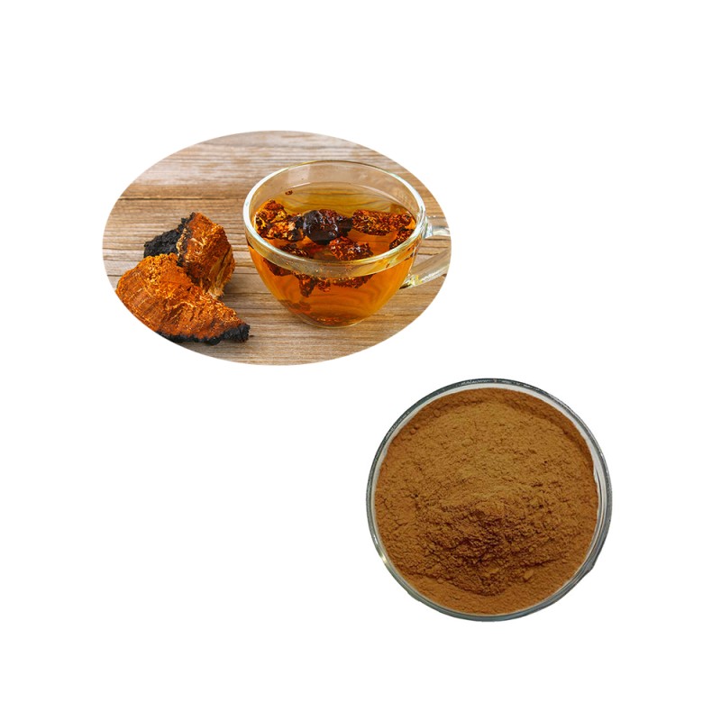 Changa Mushroom Extract Supplier - Bulk Supply 10:1 Extract Powder