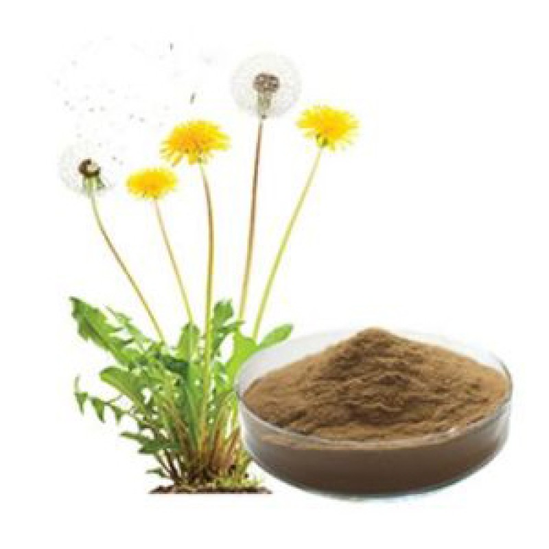 Mushroom Extract Powder Manufacturer - Organic Chaga Lions Mane Cordyceps