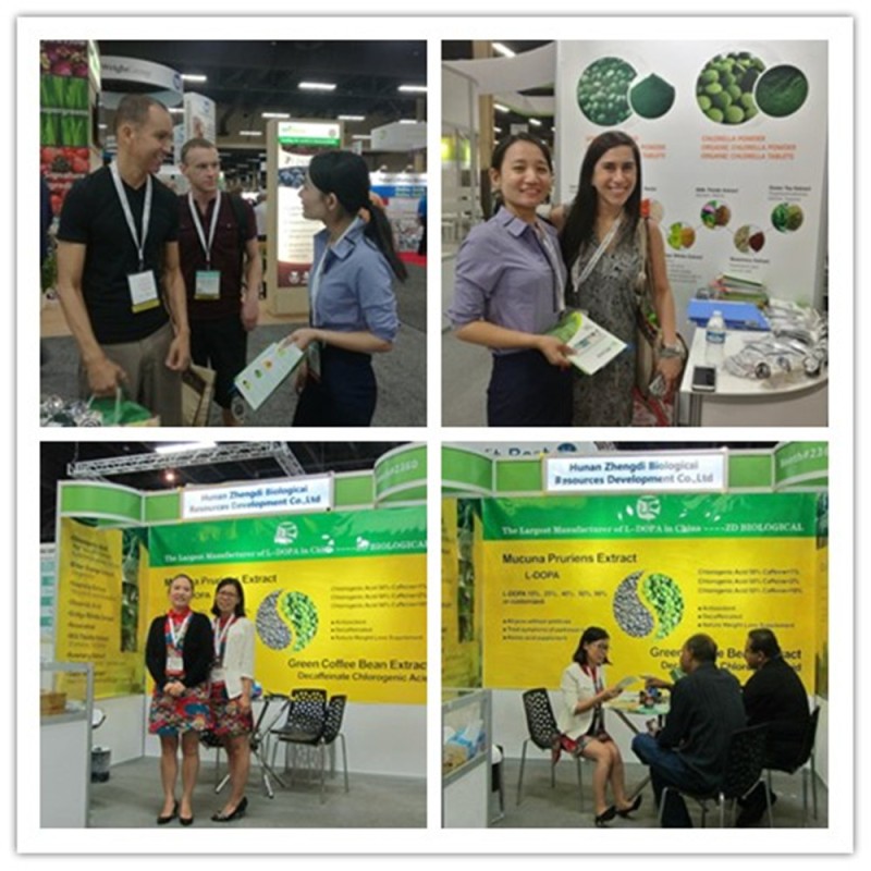 Reishi Mushroom Powder Manufacturer - Ganoderma Lucidum Traditional Chinese Herb