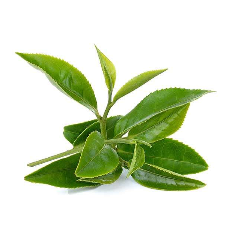 Green Tea Extract Manufacturer - 100% Pure Natural Polyphenols Powder