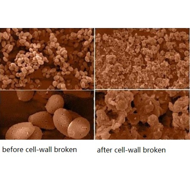 Ganoderma Extract Powder Supplier - Factory Supply 10%-50% Polysaccharides