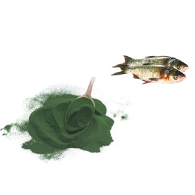 Spirulina Powder Manufacturer - Wholesale Animals Feed Powder