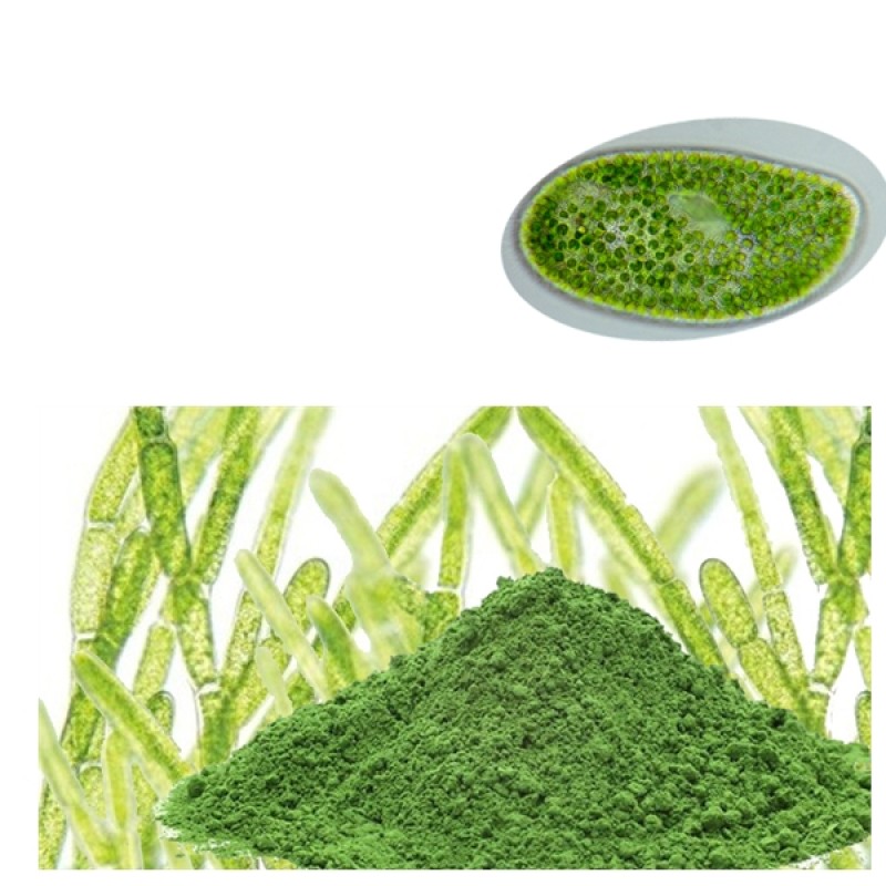 Chlorella Powder Supplier - Factory Supply Organic Conventional Super Food