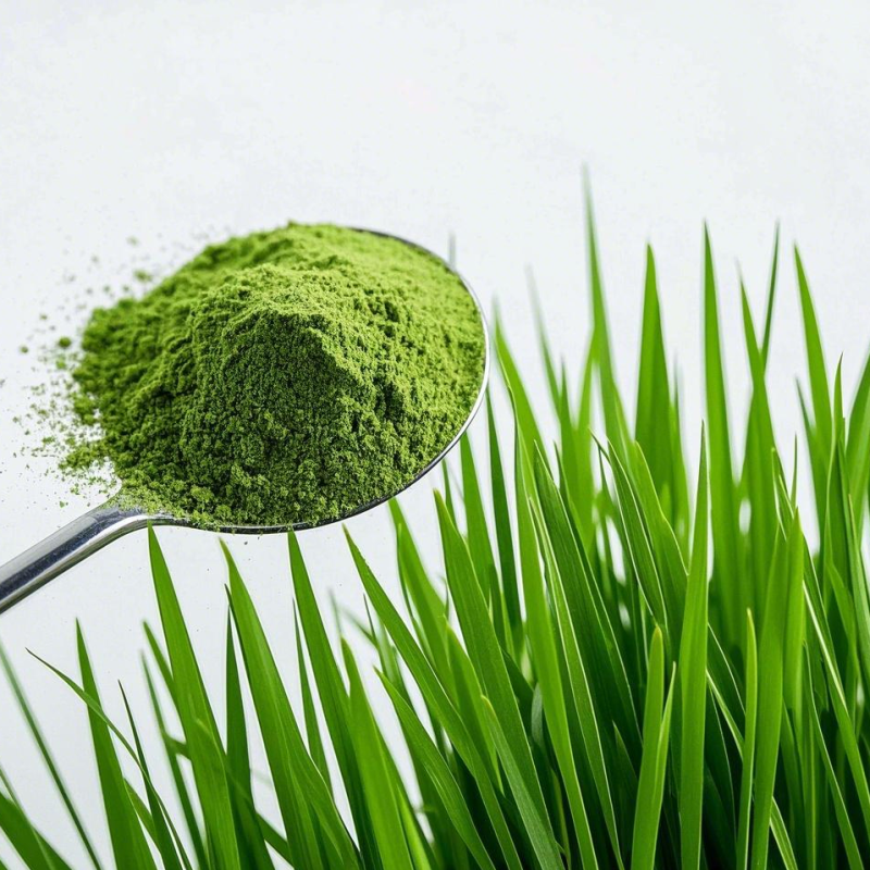 Wheatgrass Powder Manufacturer - Organic Juice Powder Spray Drying Process