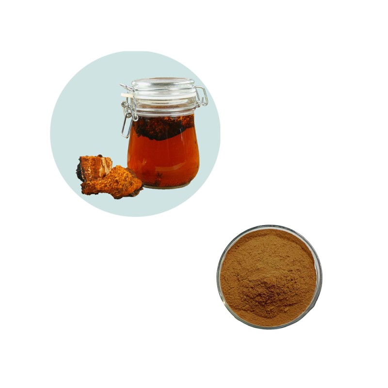 Changa Mushroom Extract Supplier - Bulk Supply 10:1 Extract Powder