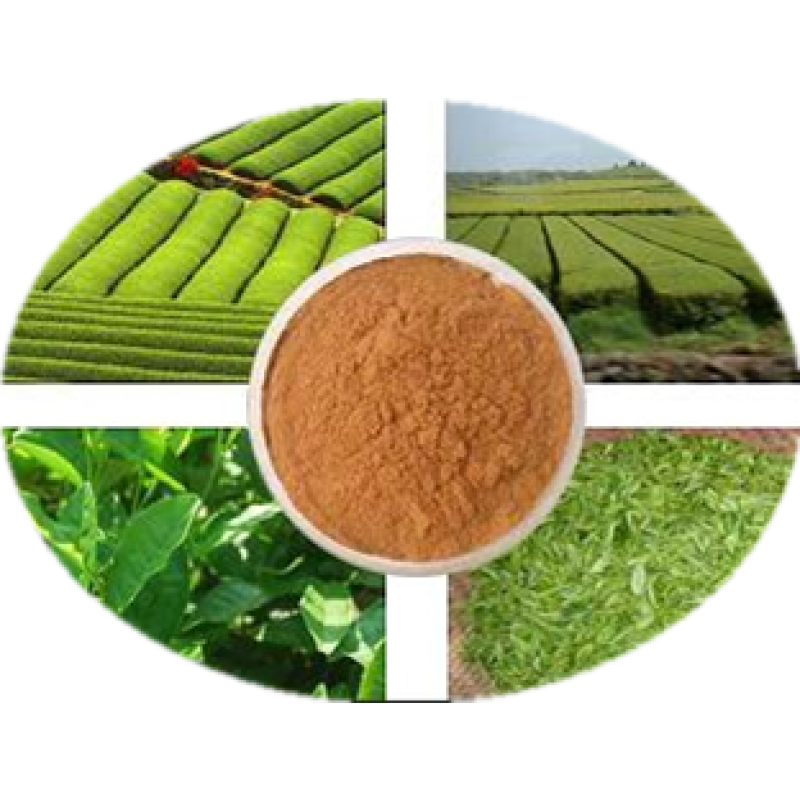 Green Tea Powder Extract Supplier - 100% Pure Natural 98% Polyphenols