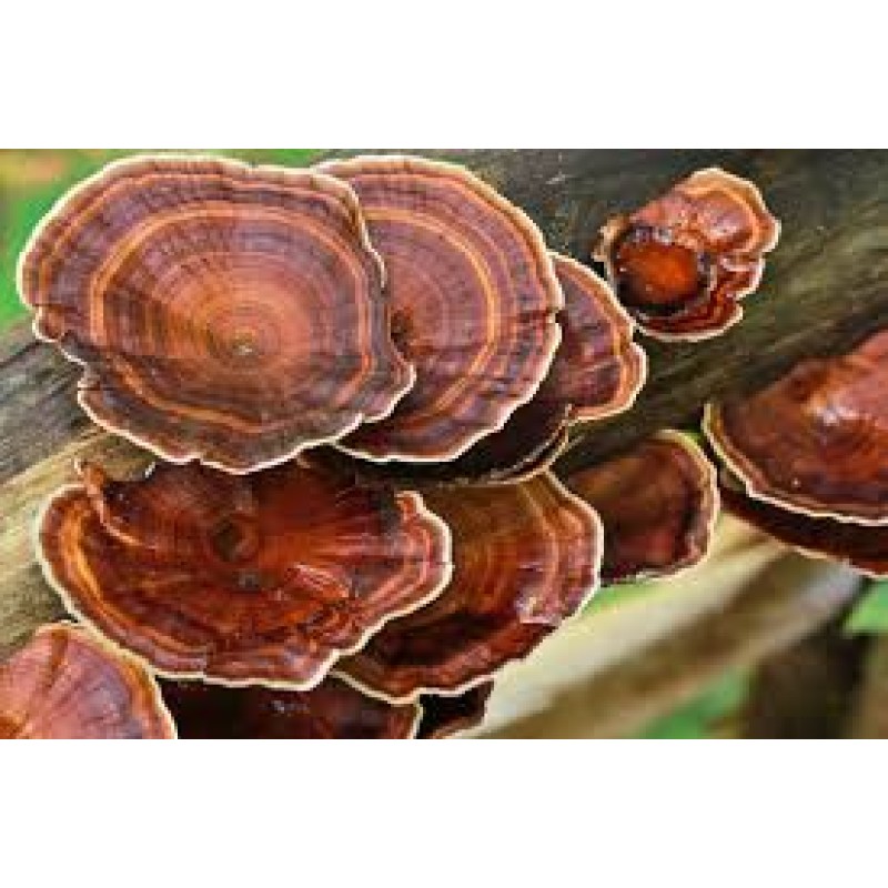 Reishi Mushroom Powder Manufacturer - Ganoderma Lucidum Traditional Chinese Herb