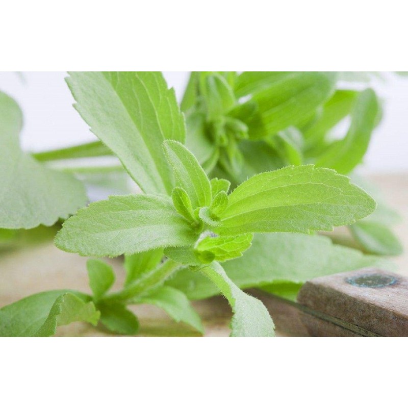 Stevia Leaf Extract Supplier - Organic Water Soluble Erythritol Mints