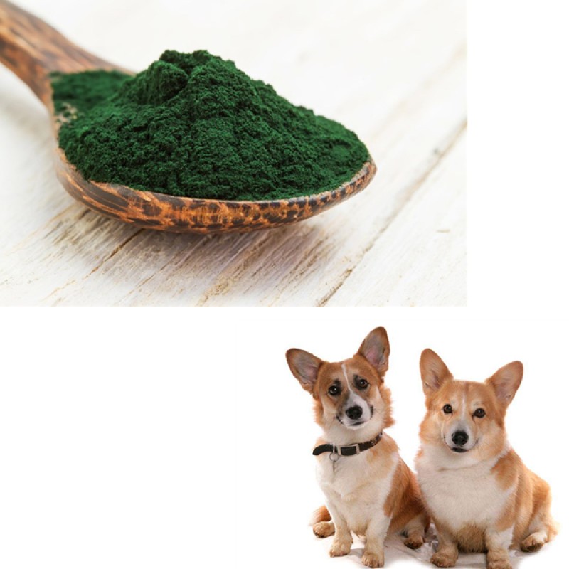 Blue Spirulina Powder Supplier - Top Quality 100% Pure Horse Food