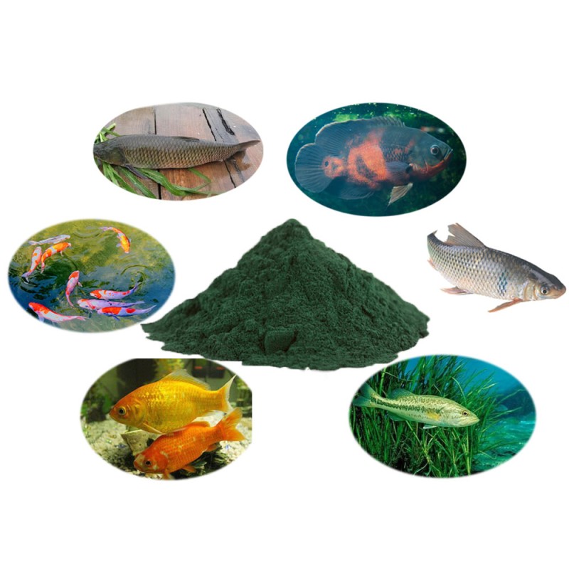 Spirulina Animal Feed Supplier - High Quality Natural Algae Fish Meal