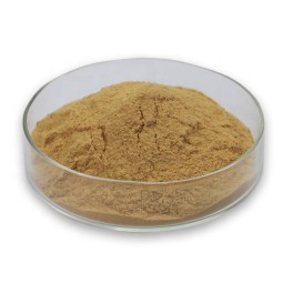Hericium Erinaceus Powder Factory - Wholesale Extract 20:1-4:1 30%-50%