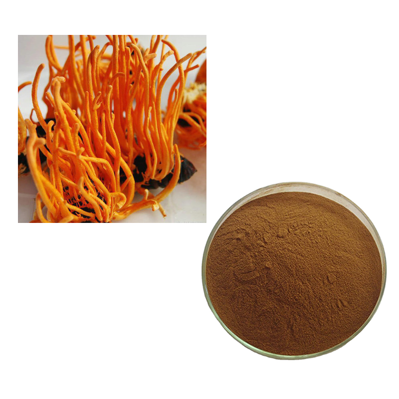 Cordyceps Sinensis Powder Factory - Hot Sale 10:1 Mushroom Extract Powder