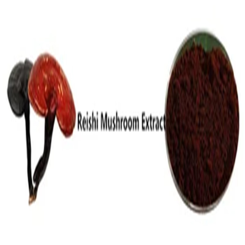 Mushroom Extract Powder Factory - Bulk Supply Changa 10:1 Extract