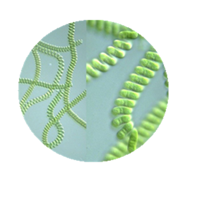 Blue Spirulina Powder Supplier - Top Quality 100% Pure Horse Food