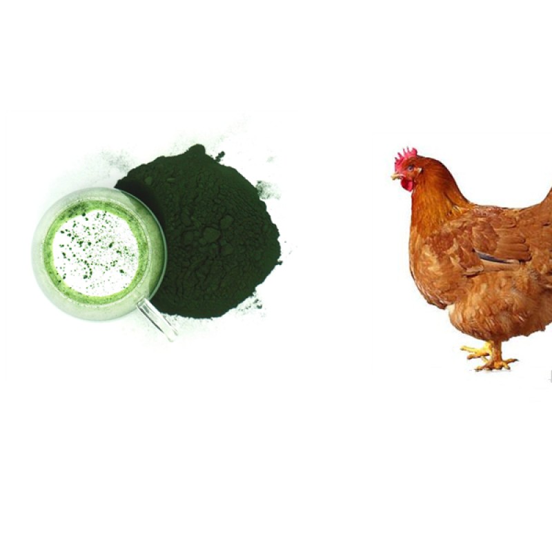 Blue Spirulina Powder Supplier - Top Quality 100% Pure Horse Food