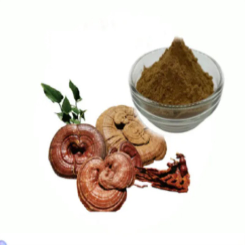 Mushroom Extract Powder Factory - Bulk Supply Changa 10:1 Extract