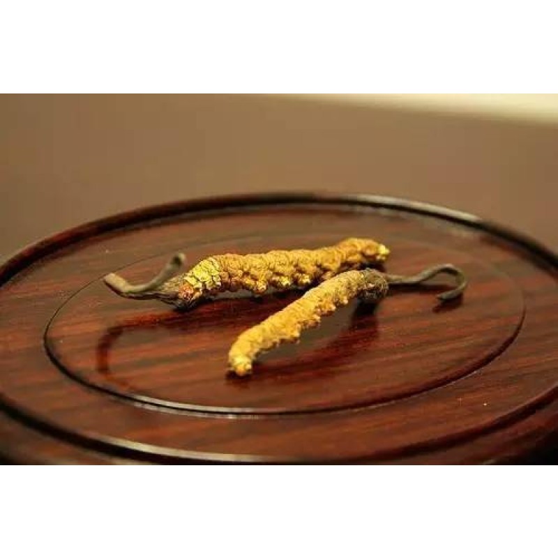 Cordyceps Extract Powder Supplier - Supply Cordycepin 1%-8% Bulk