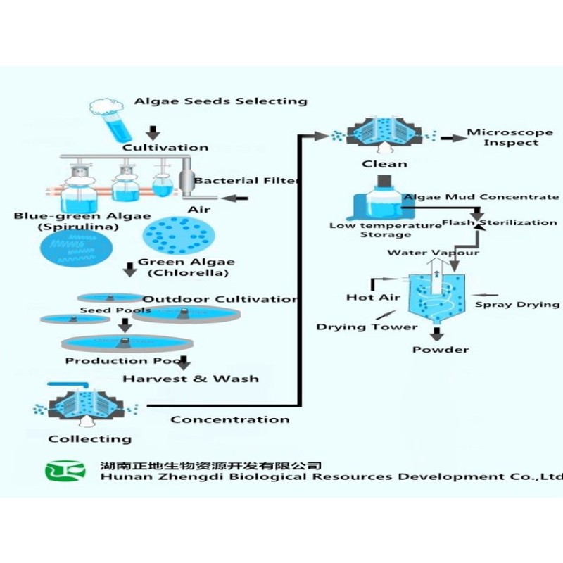 Spirulina Powder Tablet Factory - Organic 250mg-500mg Tablet Powder