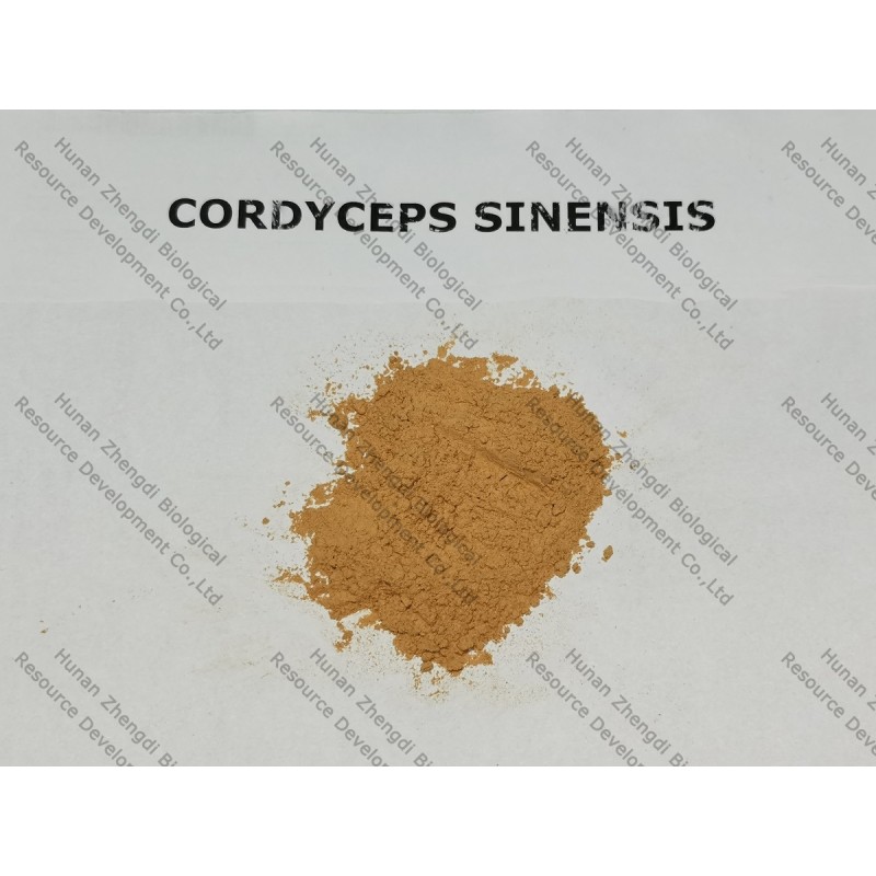 Cordyceps Sinensis Powder Factory - Hot Sale 10:1 Mushroom Extract Powder