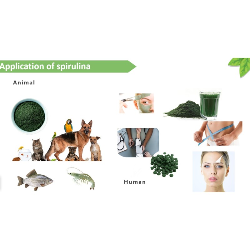 Spirulina Powder Manufacturer - Organic Conventional Food Feed Cosmetic Grade