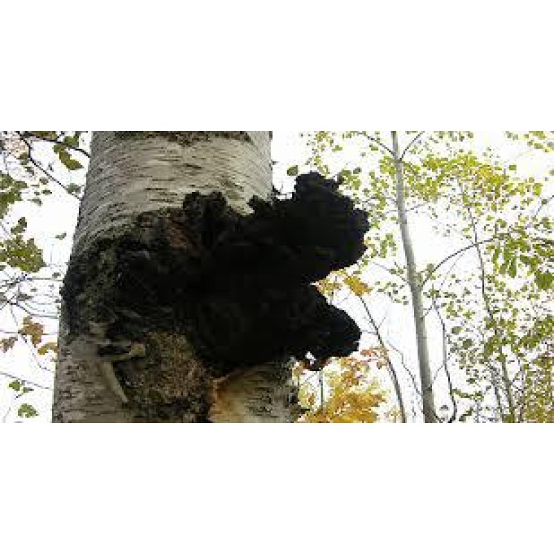 Chaga Extract Powder Factory - Hot Sale Water-soluble Concentrated Powder