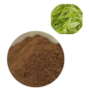 Green Tea Extract Manufacturer - 100% Pure Natural Polyphenols Powder