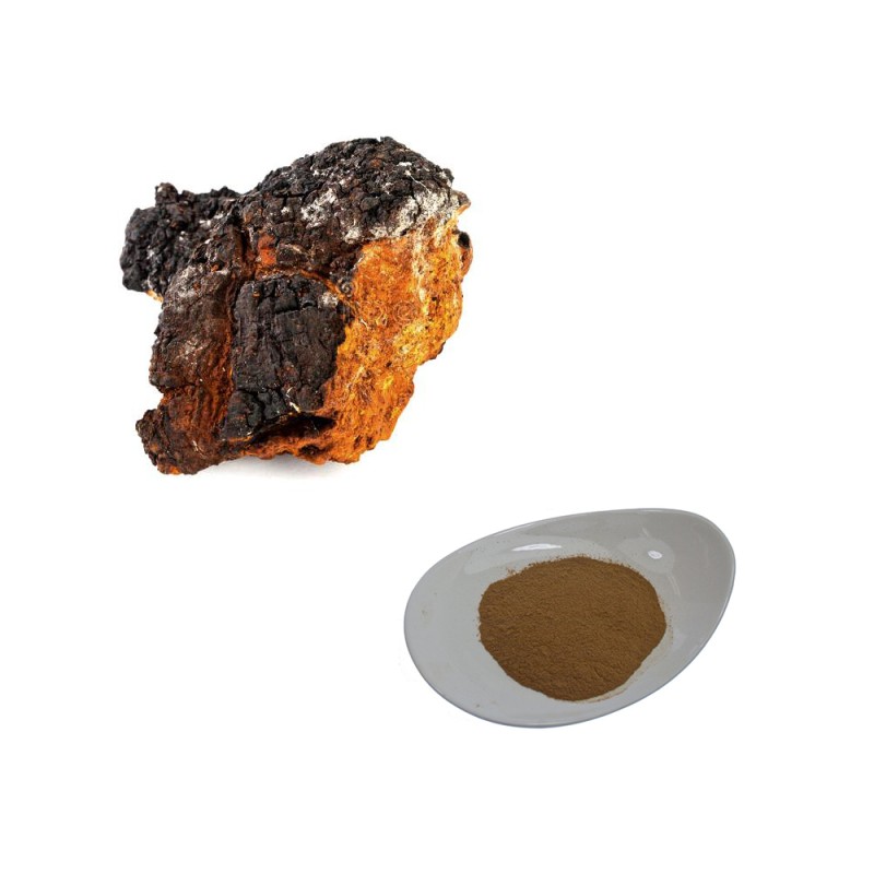 Changa Mushroom Extract Supplier - Bulk Supply 10:1 Extract Powder