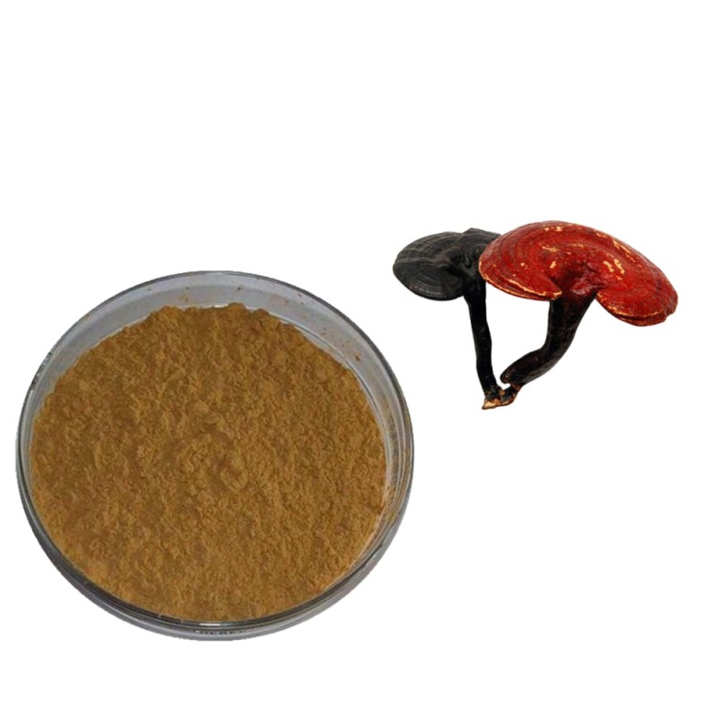 Cordyceps Extract Powder Supplier - Mushroom Extract 50%-60% Free Sample