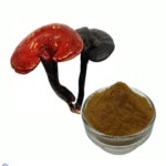 Mushroom Extract