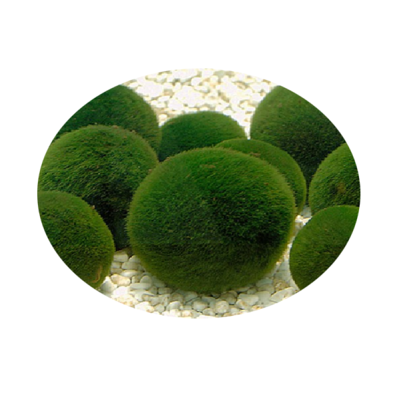 Chlorella Powder Factory - Factory Direct Sale 100% Pure Powder