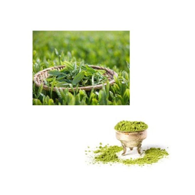 Green Tea Powder Extract Supplier - 100% Pure Natural 98% Polyphenols