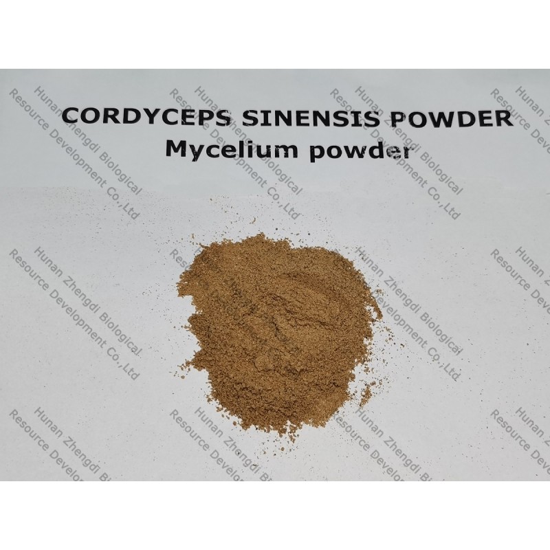 Cordyceps Sinensis Powder Factory - Hot Sale 10:1 Mushroom Extract Powder