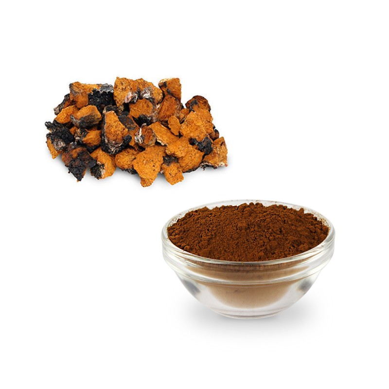 Changa Mushroom Extract Supplier - Bulk Supply 10:1 Extract Powder