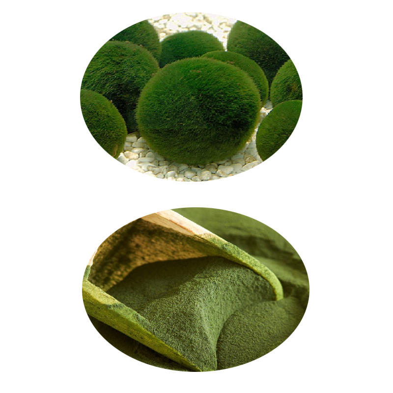 Organic Chlorella Manufacturer - Free From Heavy Metals Toxins Pure