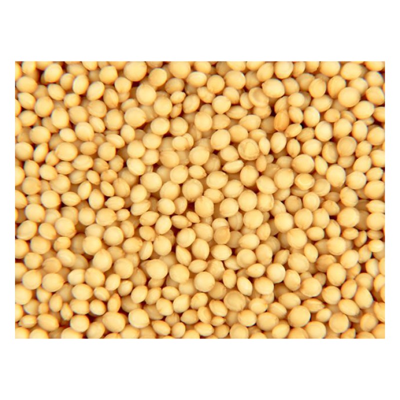 Wheat Grains Supplier - Quality Red Wheat Grain for Sale