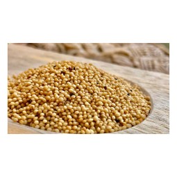 Amaranth Grains Manufacturer - Top Quality 2021 Crop Year