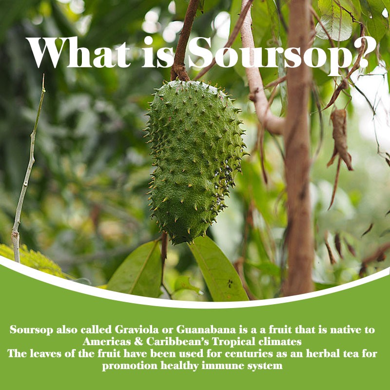 Soursop Softgels Supplier - High Quality Organic Graviola Herbal Adult Skin