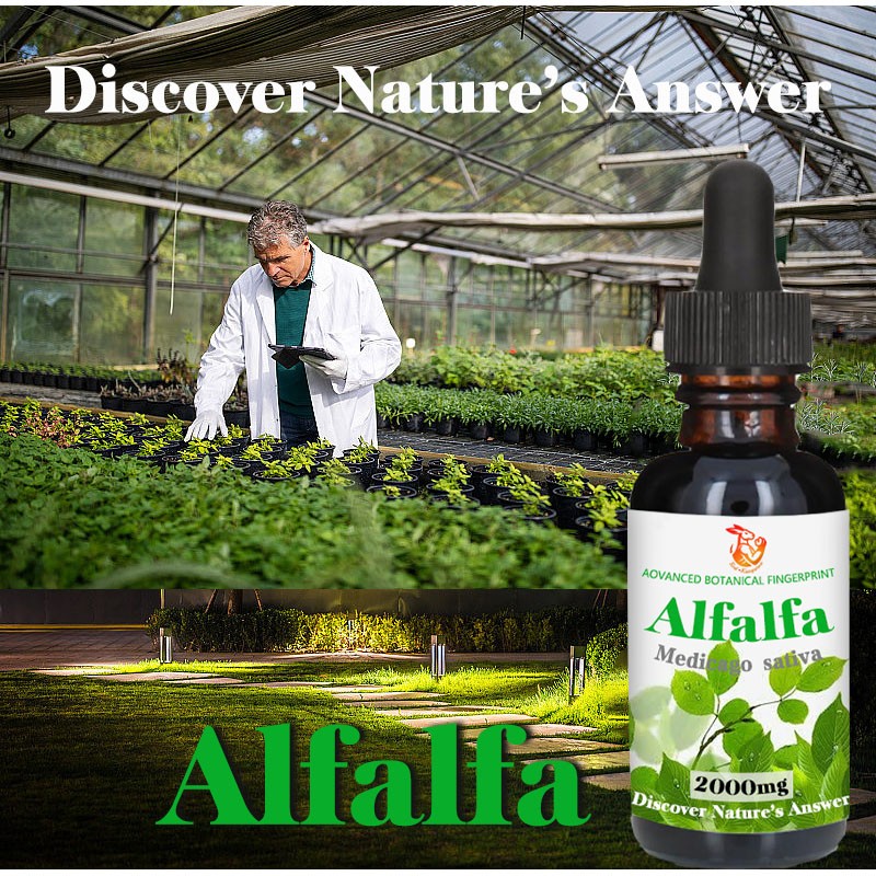 Alfalfa Drops Factory - OEM Factory Customized Immune Energy Detoxification