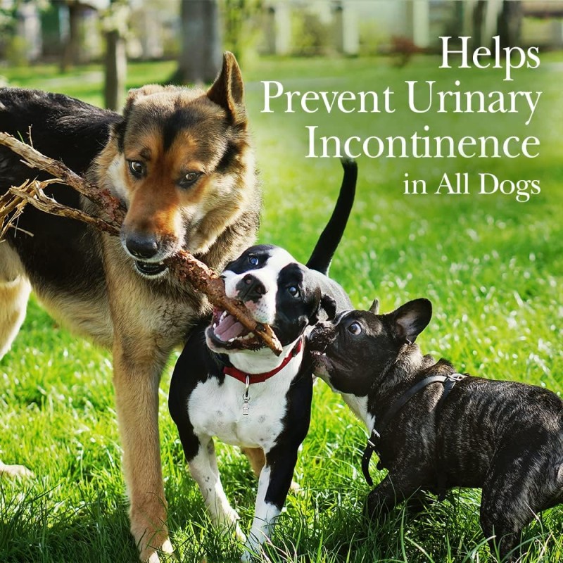 Pet Nutrition Supplier - OEM ODM Probiotic Postbiotic Digestive Health