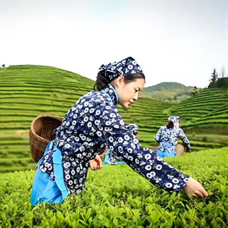 Organic Gunpowder Green Loose Leaf Tea That Can Be Re-sealed in Kraft Paper Bags About 16 Ounces,antioxidant