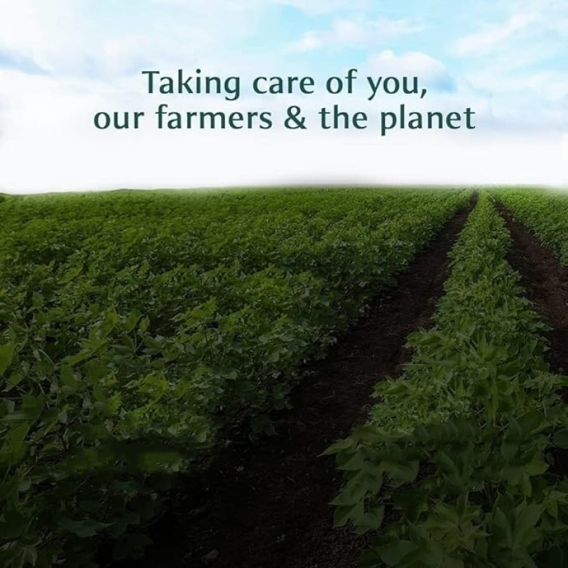 Oolong Tea Bags Supplier - Restaurant Grade 300 Bags