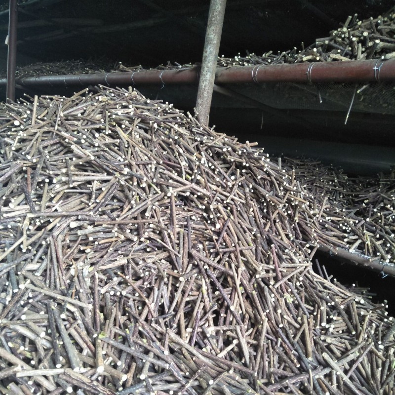 Matatabi Chew Sticks Factory - Natural Silvervine