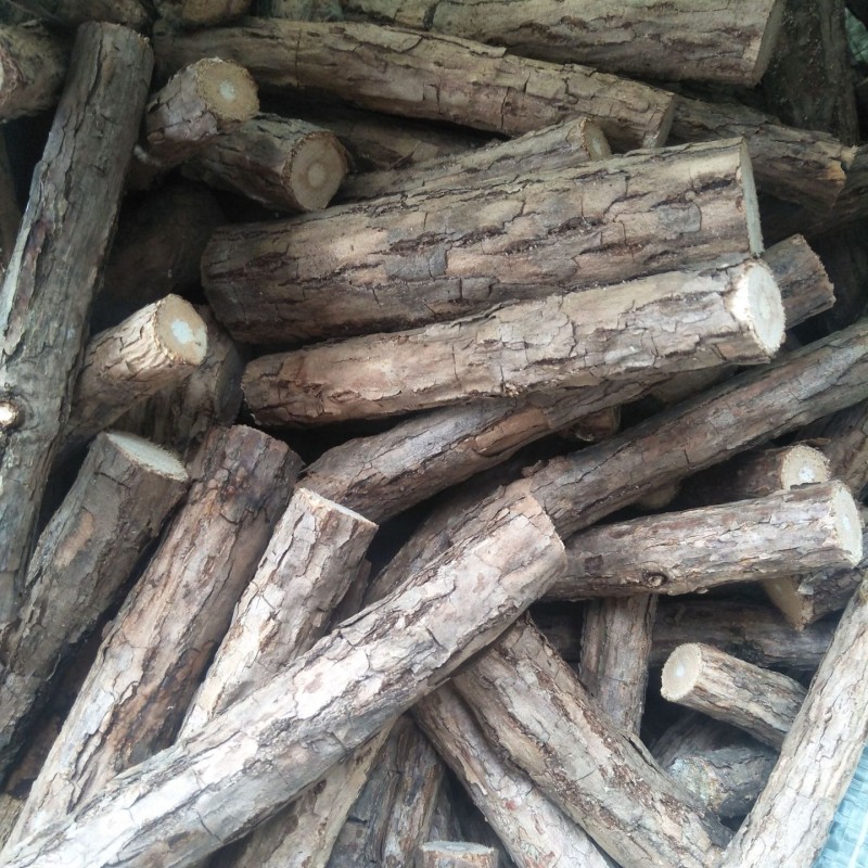Matatabi Chew Sticks Factory - Natural Silvervine