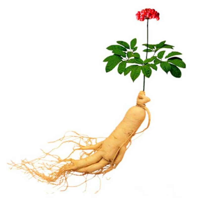 Ginseng Extract Manufacturer - 4%-80% Ginsenosides
