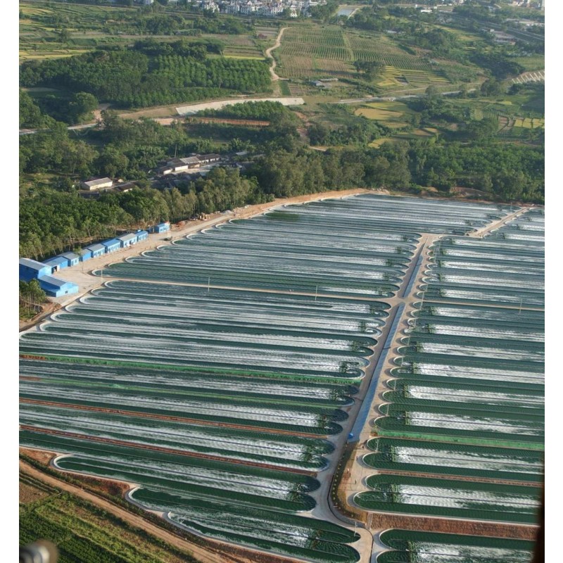 High Protein Spirulina Powder Manufacturer - 60% Protein