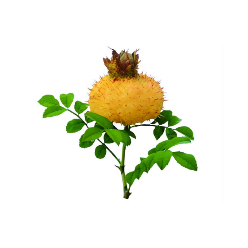 QYherb Wholesales Bulk 100% Natural Rosa Roxburghii Tratt Extract Rosa Roxburghii  Fruit Powder VC 5% Free Sample